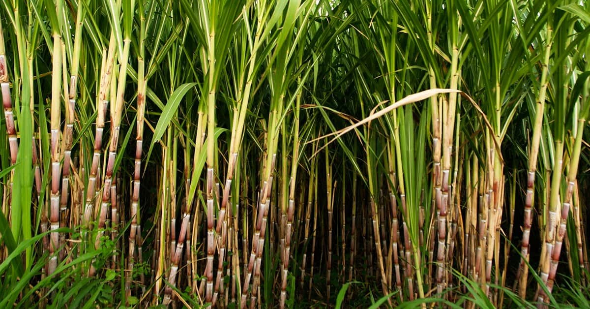 seguro multirrisco cana-de-açúcar 